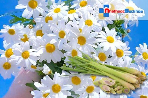 Cách bảo quản dầu gội thảo mộc