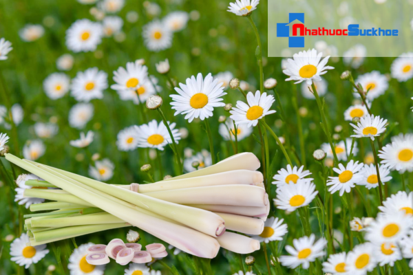 Cách làm dầu gội từ hoa cúc và sả tại nhà