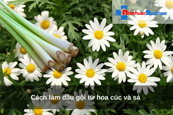 Cách làm dầu gội từ hoa cúc và sả