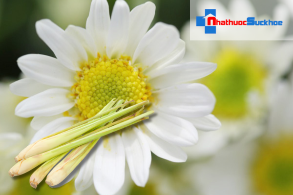 Cách sử dụng dầu gội hoa cúc và sả