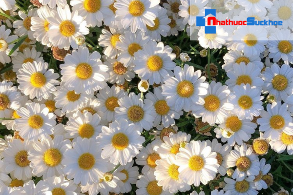 Hoa cúc làm dịu
