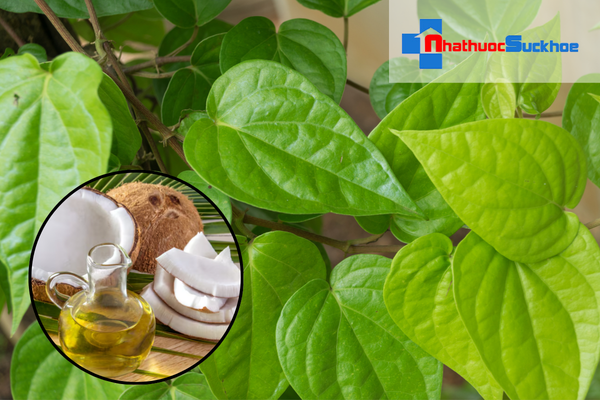 Gội đầu bằng nước lá lốt kết hợp dầu dừa