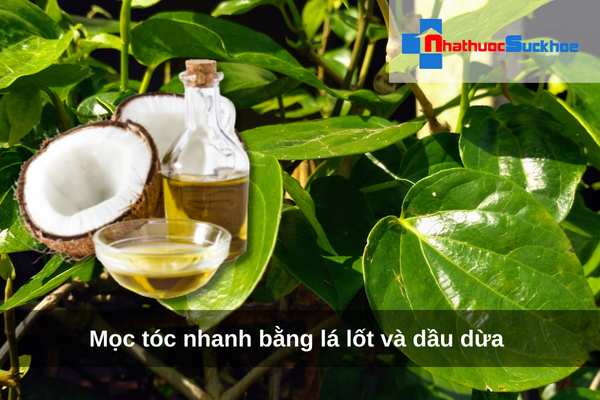 Mọc tóc nhanh bằng lá lốt và dầu dừa