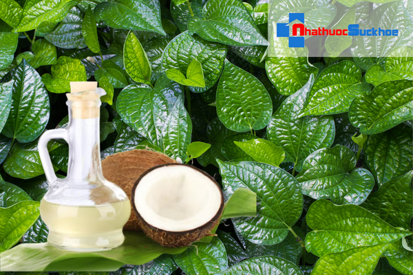 Vì sao lá lốt và dầu dừa giúp tóc mọc nhanh?